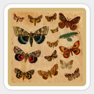 Watercolour Butterflies Sticker